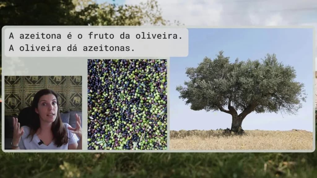 Lesson — azeitona e oliveira