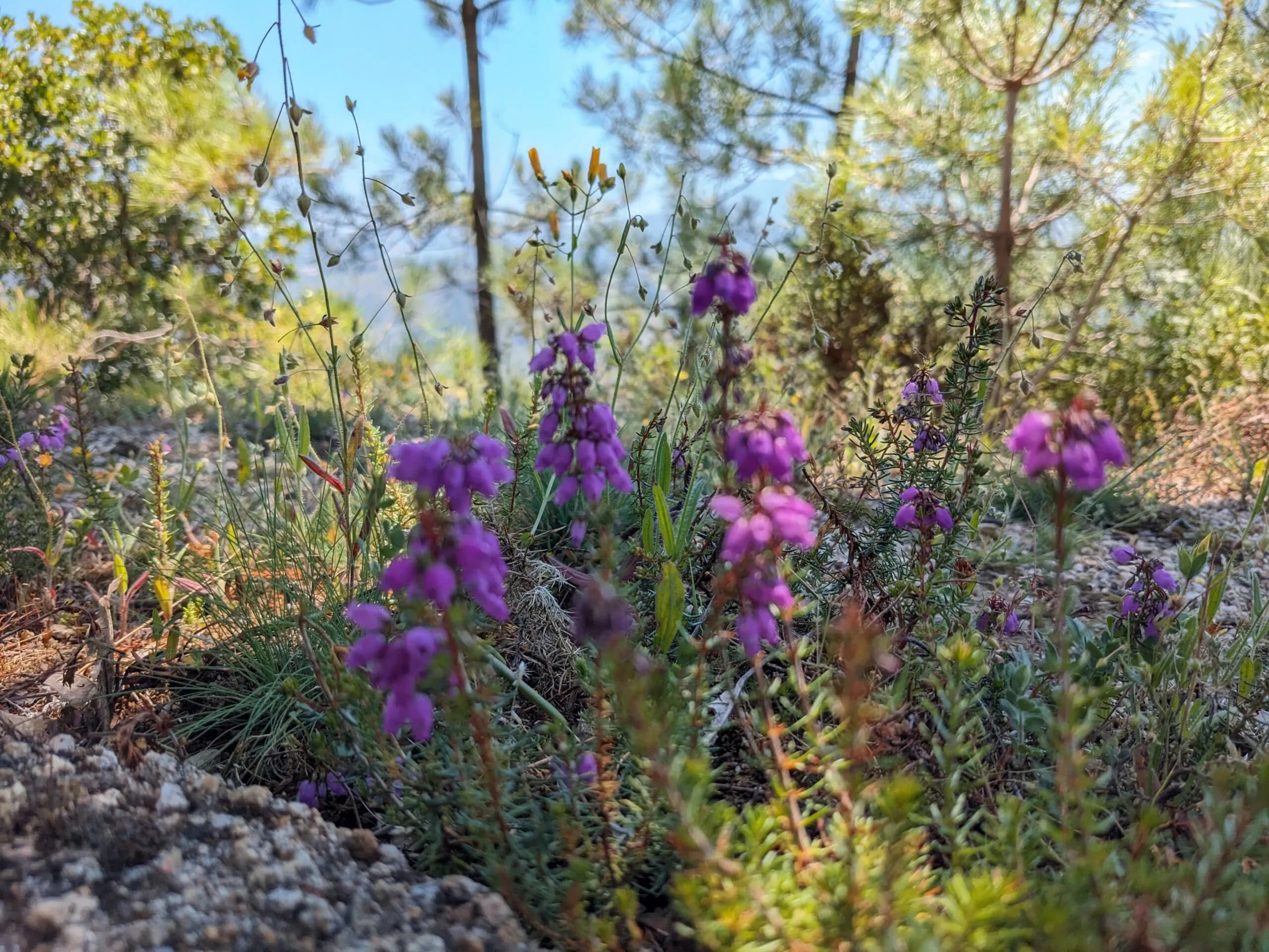 Portuguese Tune lessons